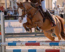 jumper Rubinrot SN (German Riding Pony, 2015, from The Braes My Mobility)