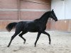 dressage horse Don Du Coeur 3 (Oldenburg, 2016, from Don Nobless)