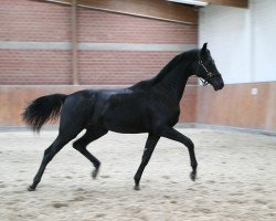 dressage horse Don Du Coeur 3 (Oldenburg, 2016, from Don Nobless)