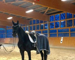 dressage horse Kara Donna (Oldenburg, 2015, from Sir Donnerhall I)