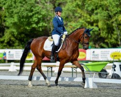 dressage horse Dirk van Unicorn (Westphalian, 2014, from Dankeschön)