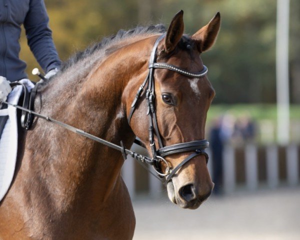 Springpferd Seerose (Deutsches Sportpferd, 2021, von Kanzone)