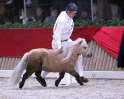 stallion Sander v.d. Hoefslag (Shetland pony (under 87 cm),  , from Gentleman van Bangaerde)