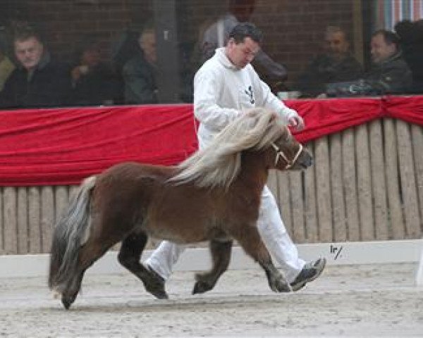 Deckhengst Blitzer v.d. Casterhof (Shetland Pony (unter 87 cm),  , von Sander v.d. Hoefslag)