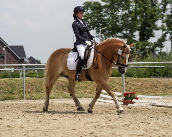 dressage horse Max 4138 (Haflinger, 2012)