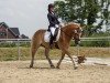 dressage horse Max 4138 (Haflinger, 2012)