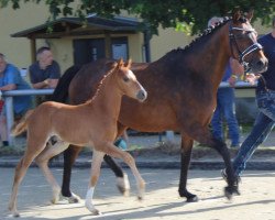 Zuchtstute Wanda (Deutsches Reitpony, 2001, von Davignon)