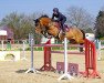 jumper Champ 225 (Oldenburg show jumper, 2009, from Christ)