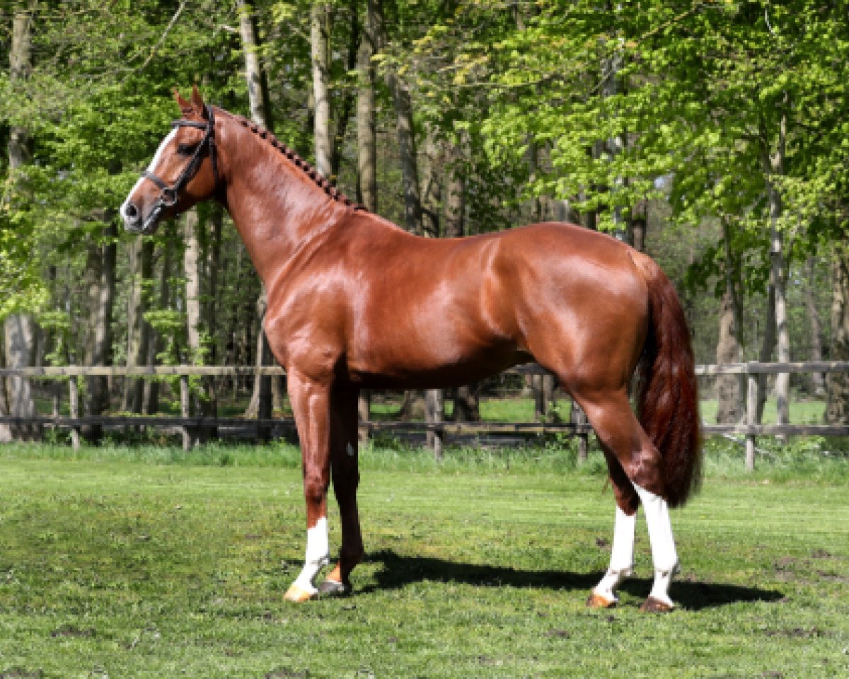 Deckhengst Justice HL (KWPN (Niederländisches Warmblut), 2014, von VDL Harley)