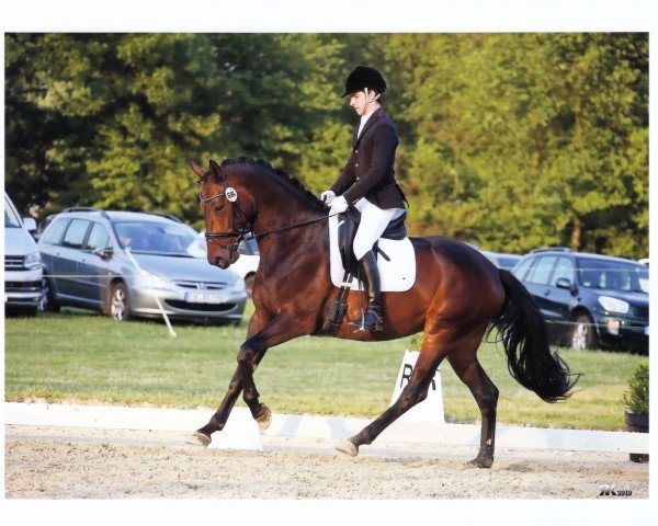 dressage horse Dilavelle (Hanoverian, 2012, from Don Frederico)