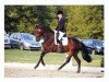 dressage horse Dilavelle (Hanoverian, 2012, from Don Frederico)