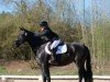 jumper L'quintara (German Sport Horse, 2017, from Diarado)