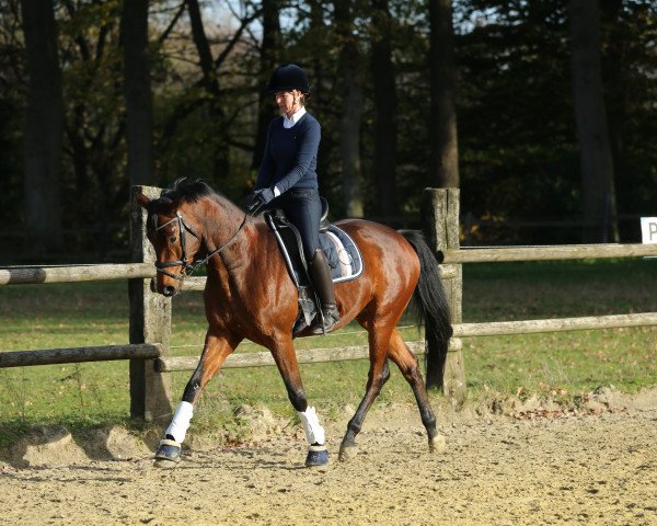 Dressurpferd Löwentanz (Trakehner, 2016, von Sir Sansibar)