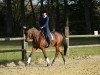 dressage horse Löwentanz (Trakehner, 2016, from Sir Sansibar)