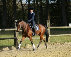 dressage horse Löwentanz (Trakehner, 2016, from Sir Sansibar)