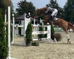 jumper Kleiner Prinz 39 (KWPN (Royal Dutch Sporthorse), 2015, from Cidane)