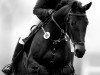 jumper Cäthe B. (Oldenburg show jumper, 2016, from Clinton's Heart)