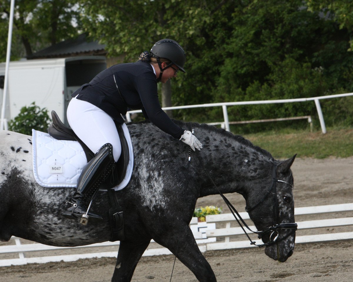 dressage horse Maxl Vulkan XVIII (Noric, 2010)