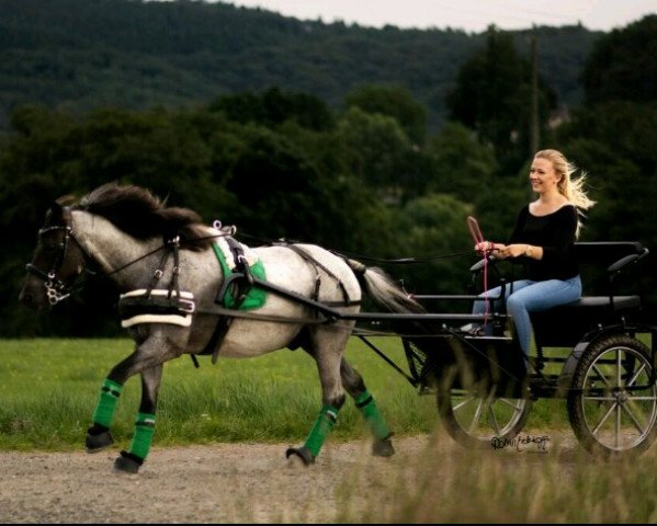 horse Fouradi (Iceland Horse Mix, 2006)