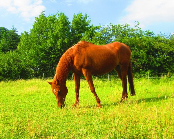 Zuchtstute Mayra ox (Vollblutaraber, 1995, von El Thay Mameluk EAO)