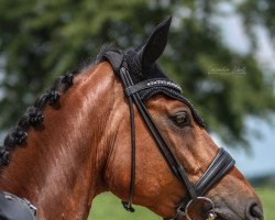 dressage horse Fred Feuerstein 54 (Hanoverian, 2015, from Fürst Nymphenburg)