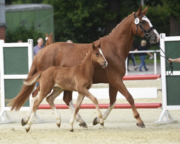 dressage horse Stute von Selectric / Danciano (Westphalian, 2021, from Selectric)