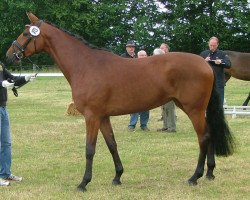 broodmare Tamira (Westphalian, 2011, from Tamango)