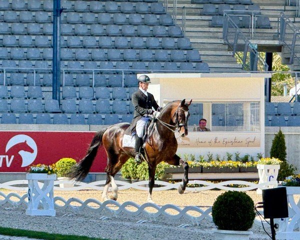 stallion De Niro's Erbe H (Rhinelander, 2014, from De Niro)