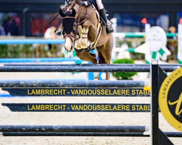 Springpferd Wolf of Wall Street 3 (Irish Sport Horse, 2015, von Sligo Candy Boy)