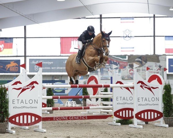 jumper Gadgaards Cari (Danish Warmblood, 2017, from Volstrups Cash)