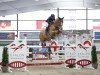 jumper Gadgaards Cari (Danish Warmblood, 2017, from Volstrups Cash)
