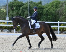 dressage horse Esco Star (German Sport Horse, 2015, from Escolar)