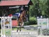 jumper Atute Dreizehn (Oldenburg show jumper, 2014, from Le Balou 3)