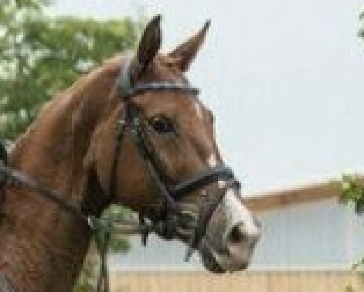 jumper Schwesterchen (Oldenburg show jumper, 2015, from Le Balou 3)
