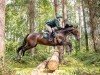 jumper Zalona 2 (Hanoverian, 2011, from Zaandam)