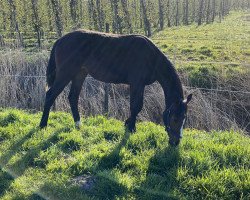 broodmare Fortuna (Hanoverian, 2019, from Fürstenhof)