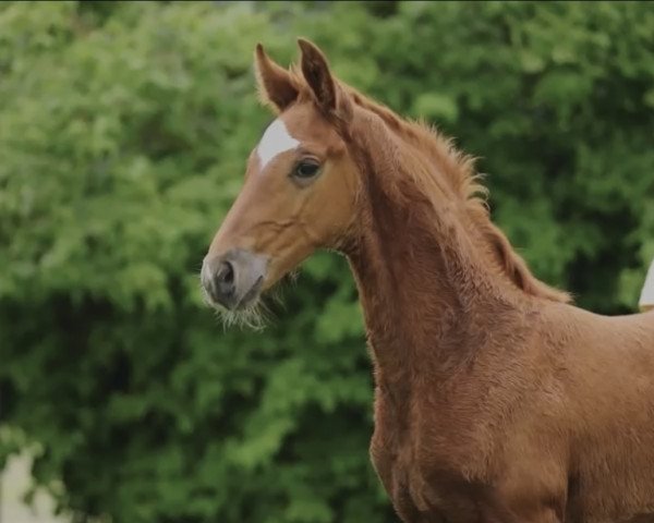 dressage horse Sir (Hanoverian, 2021, from Shu Fu)