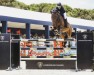 jumper Luke Lemon (Oldenburg show jumper, 2013, from Lord Pezi Junior)