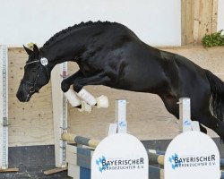 dressage horse Fine Artist (Trakehner, 2016, from E.H. Millennium)