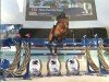 jumper Unique III (KWPN (Royal Dutch Sporthorse), 2001, from Libero H)
