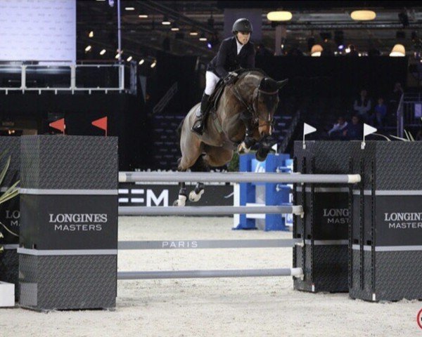 Springpferd Atlantis Pp Z (Zangersheide Reitpferd, 2005, von Air Jordan Z)