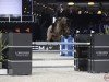 jumper Atlantis Pp Z (Zangersheide riding horse, 2005, from Air Jordan Z)