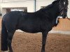 dressage horse Hennessy Black (Oldenburg, 2008, from Hohenstein I)