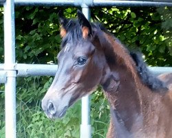 dressage horse Surprice (Oldenburg, 2021, from So Perfect)