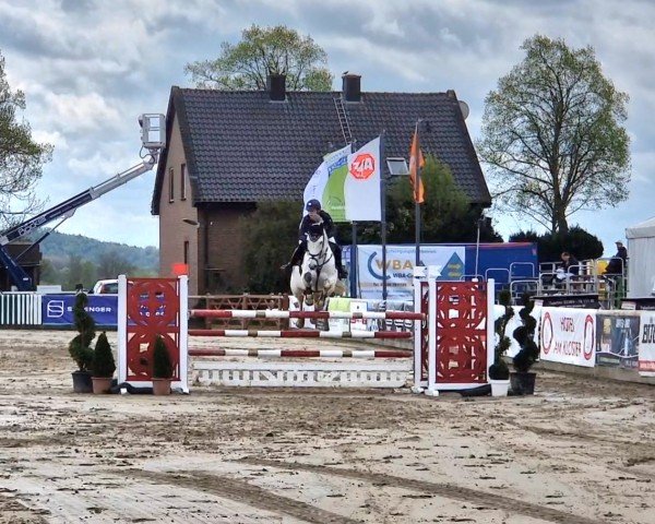 jumper Gisele 11 (Hanoverian, 2016, from Grey Top)