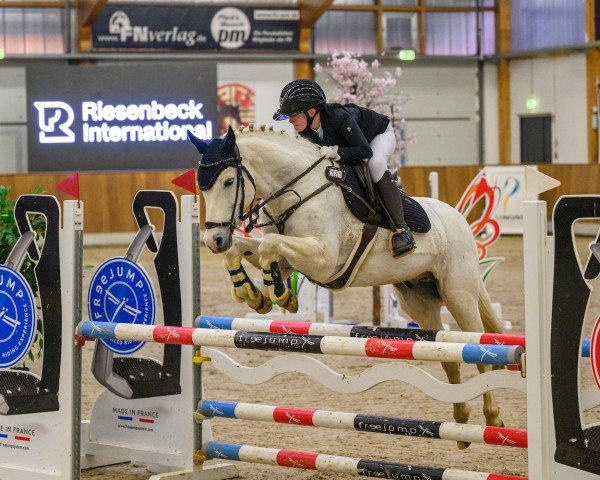 jumper Templeton H (German Riding Pony, 2010, from Timesquare)