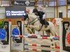 Springpferd Templeton H (Deutsches Reitpony, 2010, von Timesquare)