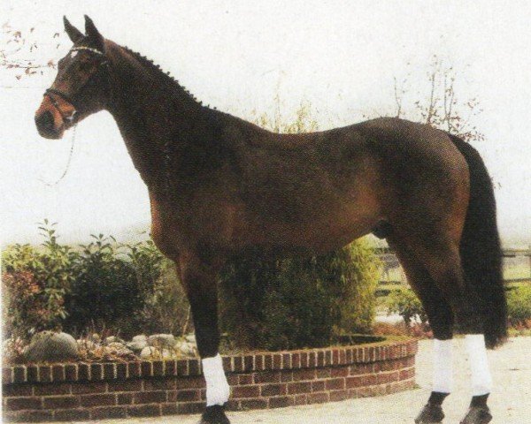 horse Centurio 25 (Oldenburg, 1998, from Centauer Z)