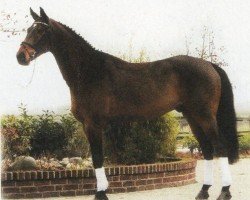 horse Centurio 25 (Oldenburg, 1998, from Centauer Z)