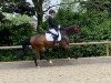 dressage horse Sansibar Ross (Rhinelander, 2015, from Sir Heinrich OLD)